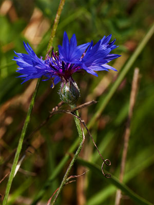 Medicinal & Culinary Uses for bachelor Buttons