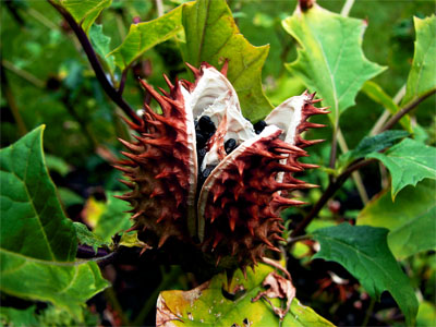 Datura parazitáktól való tisztításhoz