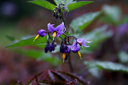 Belladonna Plant Medical Uses