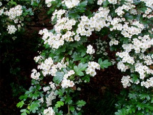 hawthorn