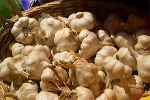 garlic