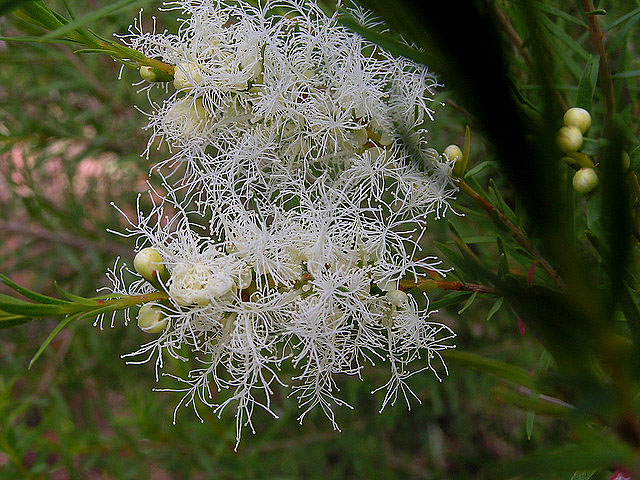 Medicinal Monday Tea Tree Oil Pagansworld Org